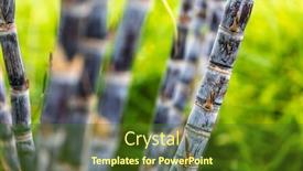  Presentation with sugar cane - Amazing PPT layouts having closeup-sugar-cane-in-field backdrop and a tawny brown colored foreground