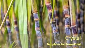  Presentation with sugar cane - Colorful slide deck enhanced with closeup-sugar-cane-in-field backdrop and a tawny brown colored foreground