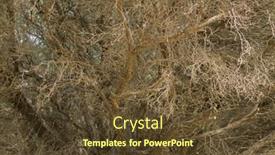  Presentation with australia - Beautiful presentation theme featuring closeup-texture-details-of-leafless backdrop and a tawny brown colored foreground