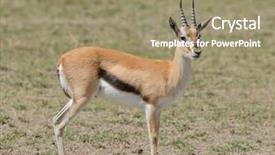  Presentation with national - Colorful PPT theme enhanced with closeup of thompson's gazelle backdrop and a coral colored foreground