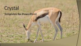  Presentation with name - Cool new presentation with closeup of thompson's gazelle backdrop and a coral colored foreground