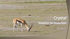  Presentation with about name of pictures - Slides with closeup of thompson's gazelle background and a coral colored foreground
