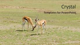  Presentation with scientific - Colorful presentation theme enhanced with closeup of thompson's gazelle backdrop and a coral colored foreground