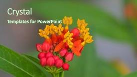  Presentation with pink green - Slide set with closeup tropical milkweed flower background and a tawny brown colored foreground