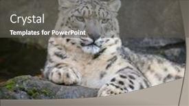  Presentation with rocky - Beautiful presentation design featuring an adult snow leopard backdrop and a dark gray colored foreground