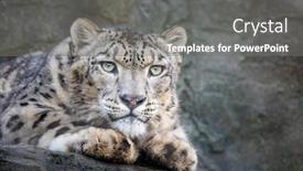  Presentation with endangered snow leopard resting - Presentation consisting of closeup-up-of-an-adult background and a gray colored foreground