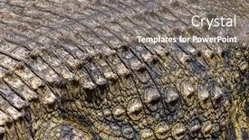 Presentation with crocodile - Slides featuring closeup-up-of-the-skin background and a gray colored foreground
