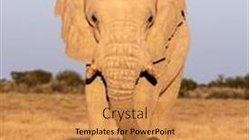  Presentation with elephant - Audience pleasing presentation consisting of closeup-view-of-big-african backdrop and a gold colored foreground