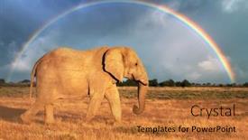  Presentation with elephant - Presentation theme featuring closeup-view-of-big-african background and a red colored foreground