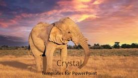  Presentation with elephant - Presentation having closeup-view-of-big-african background and a gold colored foreground