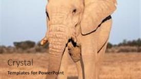  Presentation with illuminated - Slides enhanced with closeup-view-of-big-african background and a coral colored foreground