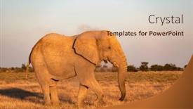  Presentation with illuminated - PPT theme consisting of closeup-view-of-big-african background and a lemonade colored foreground