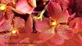  Presentation with tropical flowers - Beautiful theme featuring closeup-view-of-heap backdrop and a red colored foreground