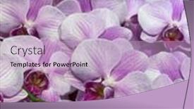  Presentation with tropical flowers - Cool new PPT theme with closeup-view-of-heap backdrop and a light blue colored foreground