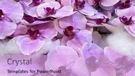  Presentation with tropical flowers - Slide set with closeup-view-of-heap background and a lavender colored foreground