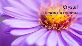  Presentation with flower - Amazing theme having closeup violet aster flower background backdrop and a lavender colored foreground