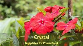  Presentation with pink - Presentation theme consisting of closeup wet reddish pink impatiens background and a tawny brown colored foreground