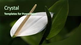  Presentation with dark flower - Slides with closeup white flower of anthurium background and a tawny brown colored foreground