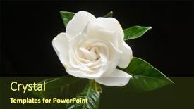 Presentation with green leaf - Theme featuring closeup-white-gardenia-and-green background and a tawny brown colored foreground