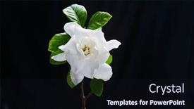  Presentation with stem - Audience pleasing PPT theme consisting of closeup-white-gardenia-with-stem backdrop and a wine colored foreground