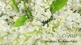  Presentation with gentle - Slides with closeup-white-lilac-gentle-backdrop background and a soft green colored foreground