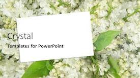  Presentation with gentle - PPT theme having closeup-white-lilac-gentle-background background and a white colored foreground