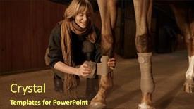  Presentation with injury - PPT theme featuring closeup-woman-horse-owner-putting background and a tawny brown colored foreground