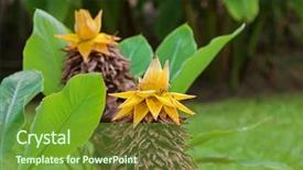  Presentation with golden yellow - PPT layouts featuring closeup yellow flower of chinese background and a tawny brown colored foreground