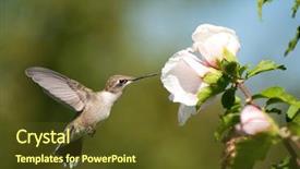  Presentation with migration - Audience pleasing slides consisting of cloud migration - beautiful ruby-throated hummingbird feeding backdrop and a tawny brown colored foreground