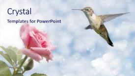  Presentation with hovering - PPT layouts having cloud migration - dreamy image of a hummingbird background and a sky blue colored foreground