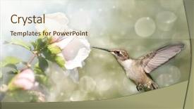  Presentation with migration - Beautiful PPT theme featuring cloud migration - dreamy image of a ruby-throated backdrop and a soft green colored foreground