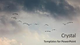  Presentation with birds flying - Presentation design consisting of cloud migration - flock of birds flying background and a light gray colored foreground