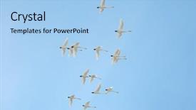 Presentation with tundra - PPT theme enhanced with cloud migration - flock of tundra swans flying background and a light blue colored foreground