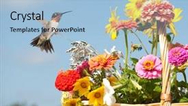  Presentation with ready - Slides with cloud migration - male hummingbird ready to feed background and a light blue colored foreground