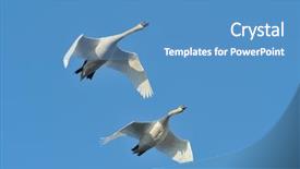  Presentation with migration - Cool new presentation theme with cloud migration - swans flying cygnus olor backdrop and a teal colored foreground