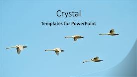  Presentation with flying - PPT layouts featuring cloud migration - swans flying cygnus olor background and a light blue colored foreground