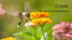  Presentation with migration - Cool new PPT theme with cloud migration - tiny hummingbird feeding backdrop and a gold colored foreground