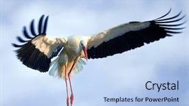  Presentation with cloud - Presentation theme consisting of cloud migration - white stork flying background and a light blue colored foreground