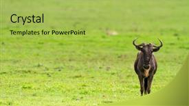  Presentation with landscapes of savanna serengeti tanzania - Presentation theme enhanced with cloud migration - wildebeest in serengeti national park background and a yellow colored foreground