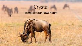  Presentation with early childhood brain development - Audience pleasing PPT theme consisting of cloud migration - wildebeests early morning in masai backdrop and a lemonade colored foreground