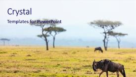  Presentation with national - Amazing presentation having cloud migration - wildebeests in masai mara national backdrop and a sky blue colored foreground