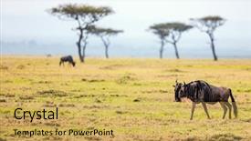  Presentation with shenandoah national park big meadows - Amazing slides having cloud migration - wildebeests in masai mara national backdrop and a yellow colored foreground