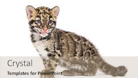  Presentation with old - Slide set with clouded-leopard-cub-two-months background and a coral colored foreground