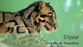  Presentation with wildlife - Beautiful slide deck featuring clouded leopard neofelis nebulosa wildlife backdrop and a seafoam green colored foreground