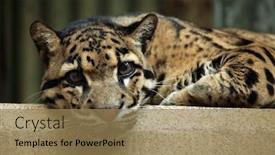 Presentation with wildlife - PPT theme consisting of clouded leopard neofelis nebulosa wildlife background and a coral colored foreground