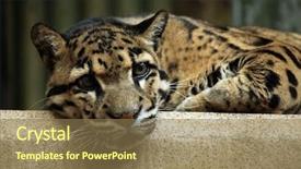  Presentation with wildlife - Cool new presentation theme with clouded leopard neofelis nebulosa wildlife backdrop and a coral colored foreground
