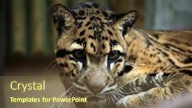  Presentation with wildlife - Cool new PPT theme with clouded leopard neofelis nebulosa wildlife backdrop and a violet colored foreground