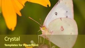  Presentation with sulphur - Audience pleasing slide set consisting of clouded sulphur butterfly feeding backdrop and a tawny brown colored foreground
