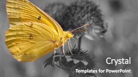  Presentation with black yellow color - Presentation consisting of clouded sulphur butterfly feeding background and a dark gray colored foreground