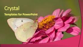  Presentation with sulphur - Beautiful theme featuring clouded sulphur butterfly feeding backdrop and a tawny brown colored foreground